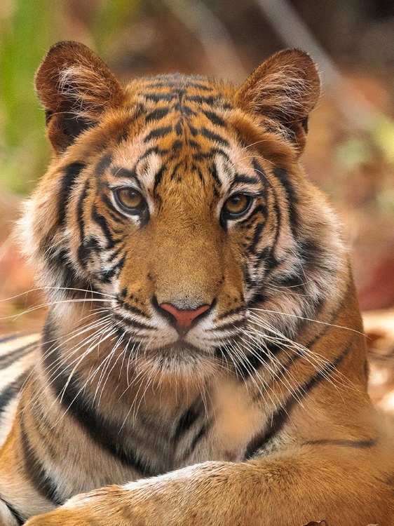 Picture of THE TIGER PORTRAIT