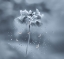 Picture of DANCING FLOWER
