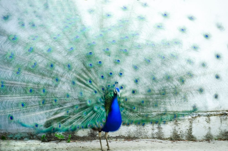 Picture of PEACOCK