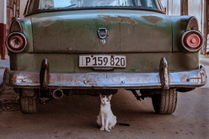 Picture of CUBAN CAT WITH CAR
