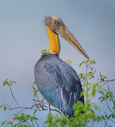 Picture of LESSER ADJUTANT