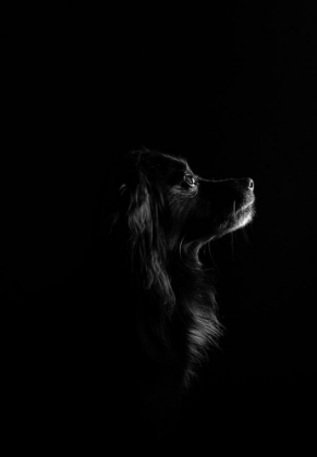 Picture of BLACK DOG