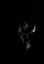 Picture of BLACK DOG