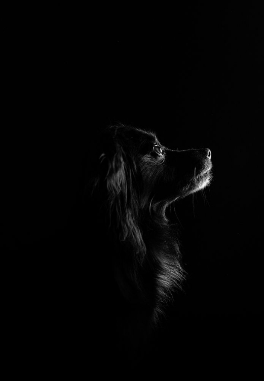 Picture of BLACK DOG