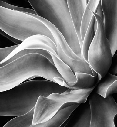 Picture of AGAVE ABSTRACT, SUMMER 2022