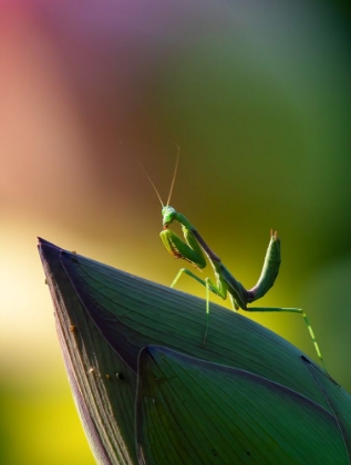 Picture of MANTIS