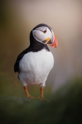 Picture of PUFFIN POSING IN THE LATE NIGHT SUN