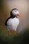 Picture of PUFFIN POSING IN THE LATE NIGHT SUN