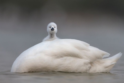 Picture of CUTE CHICK WITH MUM