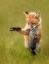 Picture of PLAYFUL