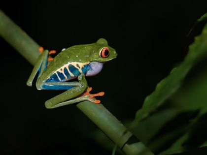 Picture of RED-EYED TREE FROG