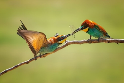 Picture of BEE-EATERS INTERACTION