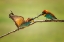 Picture of BEE-EATERS INTERACTION