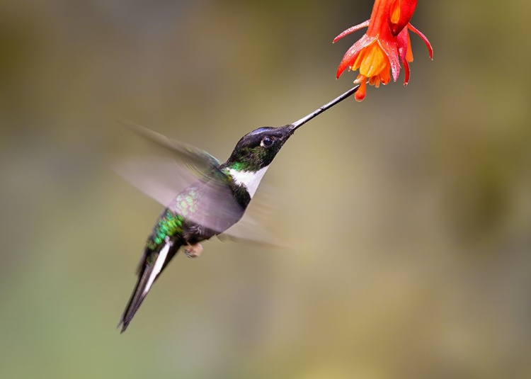 Picture of SLOW MOTION OF A HUMMING BIRD
