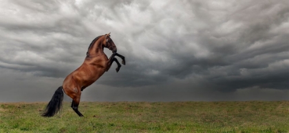 Picture of THE KING OF THE FIELDS