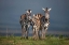 Picture of FAMILY PORTRAIT