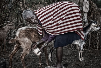 Picture of ILCHAMUS TRIBE WOMAN MILKING A GOAT - KENYA