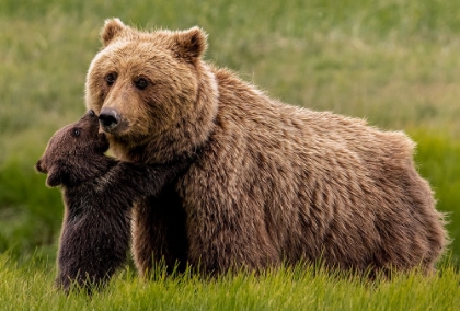Picture of BROWN BEAR AND CUB