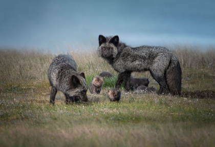Picture of SILVER FOX FAMILY