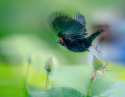 Picture of BLACK BIRD FLYING OVER LOTUS SEED POD