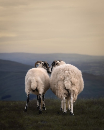 Picture of YORKSHIRE LOVE