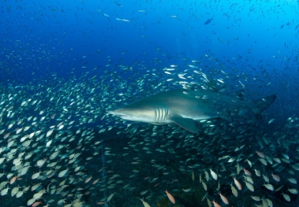 Picture of SAND TIGER SHARK AND FISH