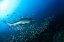 Picture of SHARK AND FISH