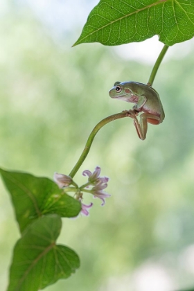 Picture of CURIOUS TREE FROG