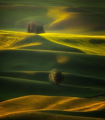 Picture of GOLDEN HOURS OF THE PALOUSE