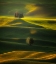 Picture of GOLDEN HOURS OF THE PALOUSE