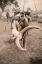 Picture of MUNDARI BONDING
