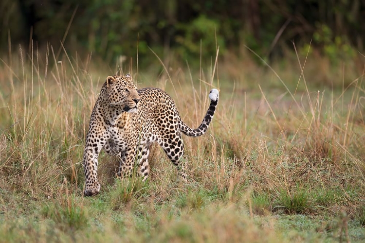 Picture of LEOPARD IN THE MORNING