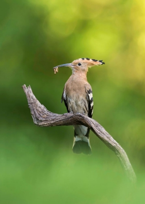 Picture of HOOPOE