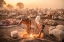 Picture of A YOUNG MUNDARI HERDER AT WORK