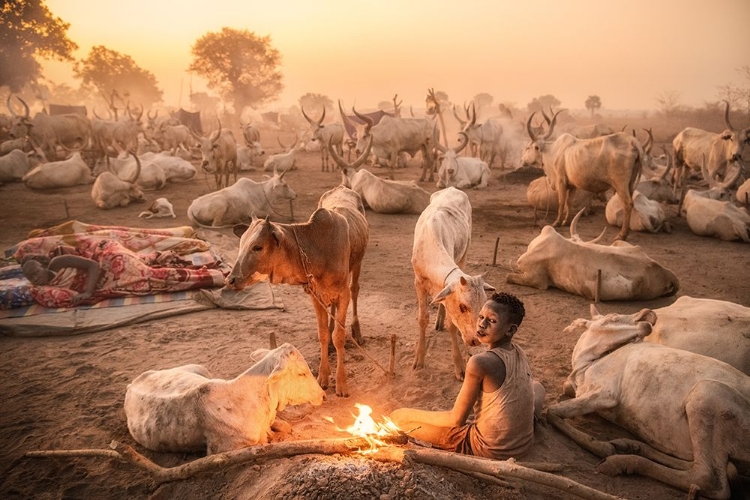 Picture of A YOUNG MUNDARI HERDER AT WORK