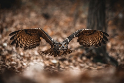 Picture of THE EURASIAN EAGLE-OWL (BUBO BUBO)