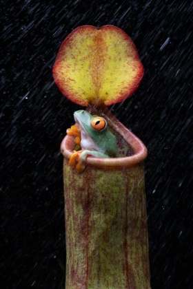 Picture of THE FROG AND NEPENTHES
