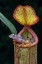 Picture of THE FROG AND NEPENTES 2