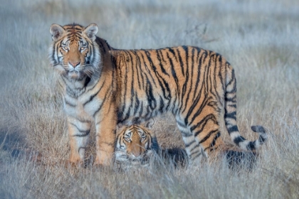 Picture of TWO TIGERS