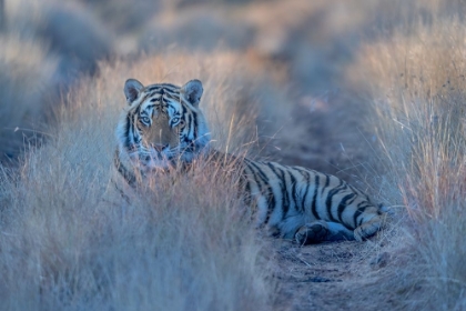 Picture of COOL MORNING TIGER