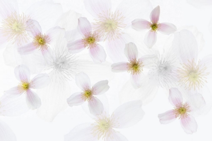 Picture of CLEMATIS ART