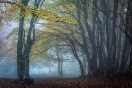 Picture of TREES IN THE FOG