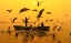Picture of FEEDING BIRDS