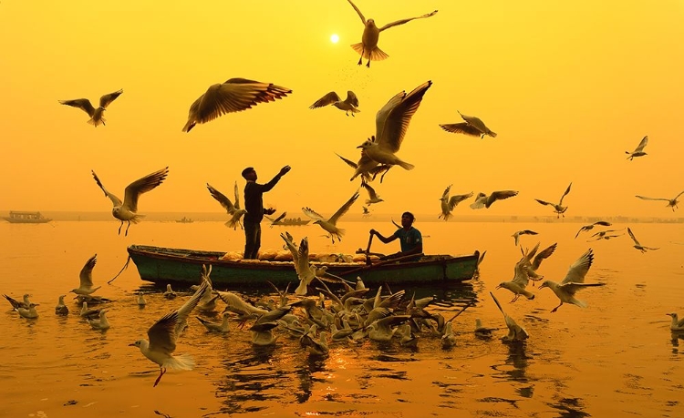 Picture of FEEDING BIRDS