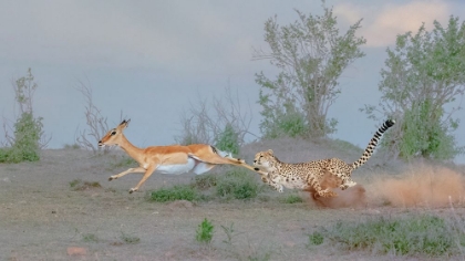 Picture of CHEETAH HUNTING