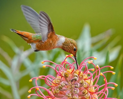 Picture of HUMMINGBIRD AND GREVILLEA FLOWER