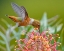 Picture of HUMMINGBIRD AND GREVILLEA FLOWER