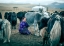 Picture of HAPPY MILKING