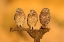 Picture of TRIO (2)