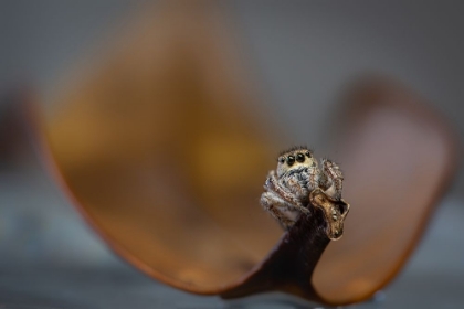Picture of JUMPING SPIDER